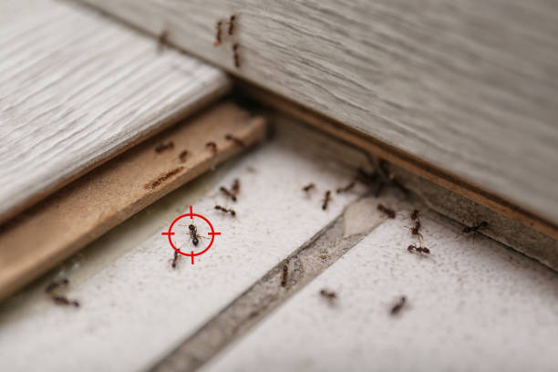 Spider Control Near Me in Urbandale, IA